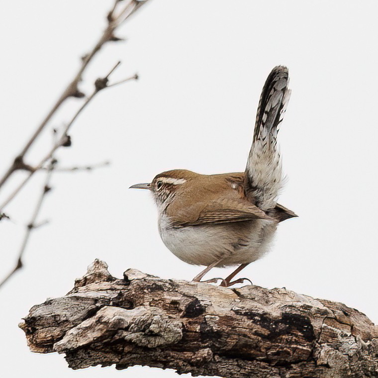 Bewick's Wren - ML505938381