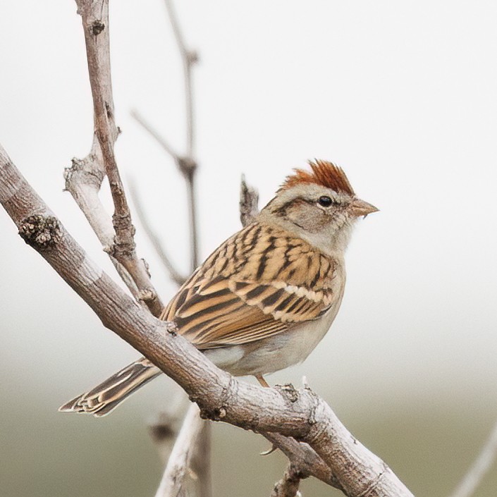 Chipping Sparrow - ML505938491