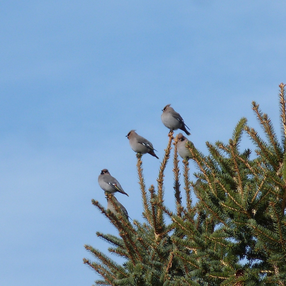 Bohemian Waxwing - ML505938741