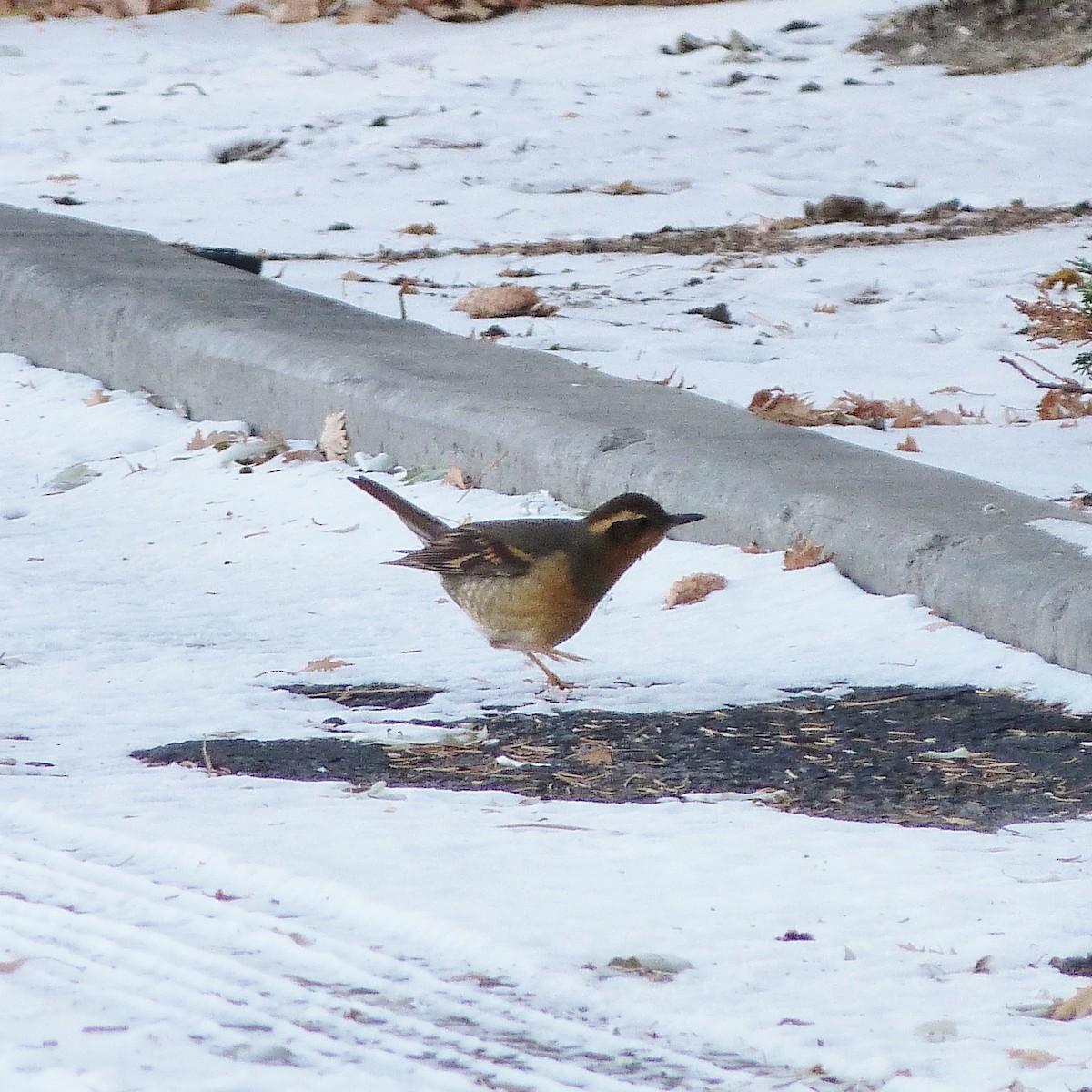 Varied Thrush - ML505938961