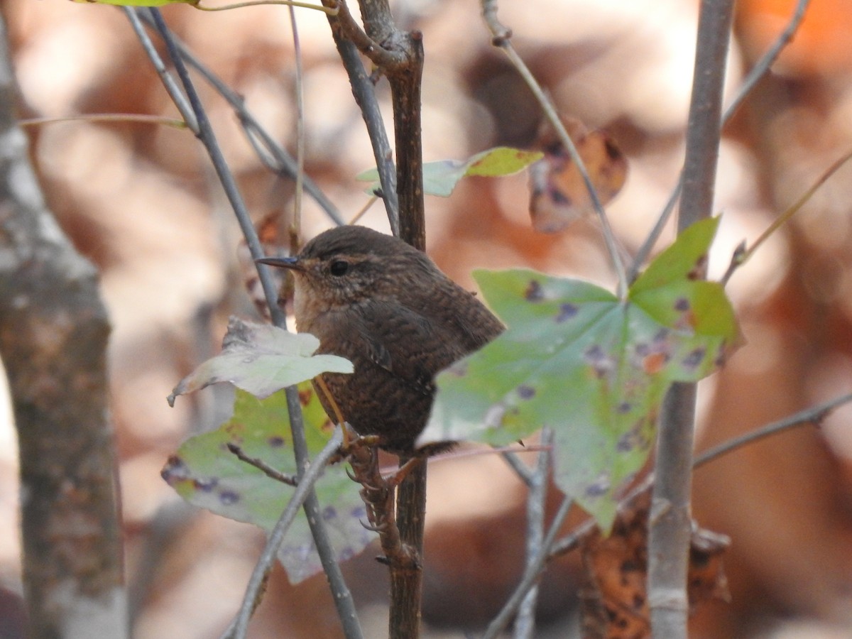 Winter Wren - ML505938991