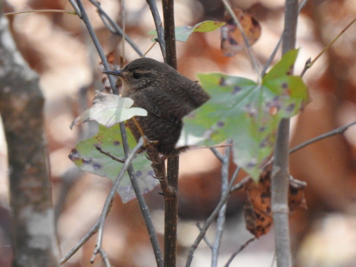 Winter Wren - ML505939001