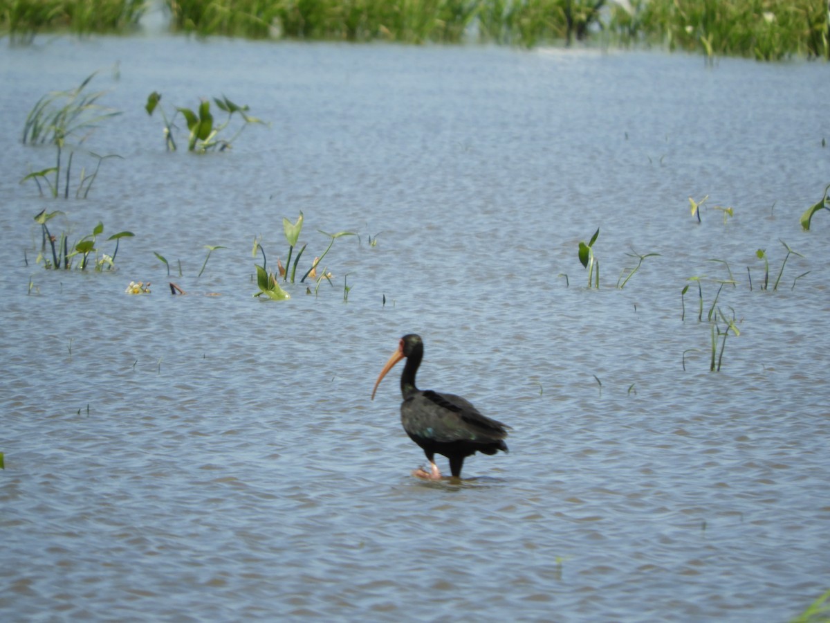 Bare-faced Ibis - Silvia Enggist