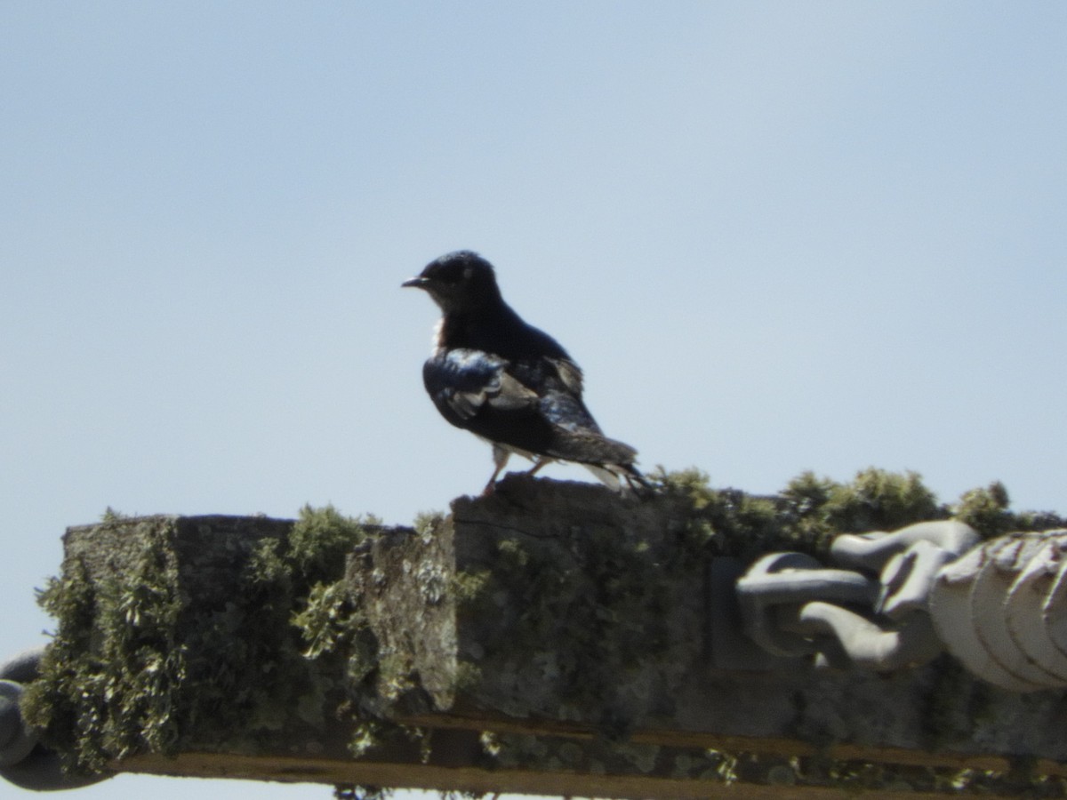 Golondrina Pechigrís - ML505940201