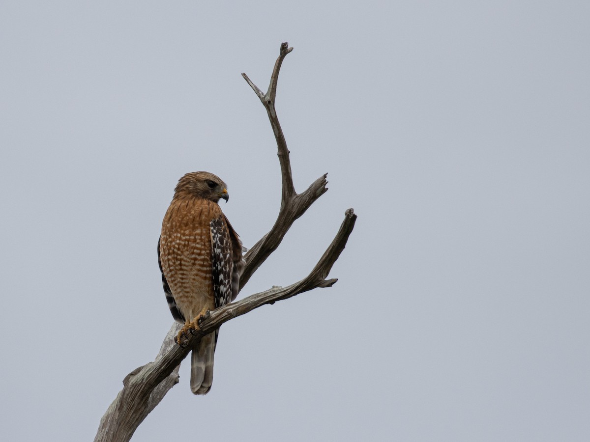 Red-shouldered Hawk - ML505941331