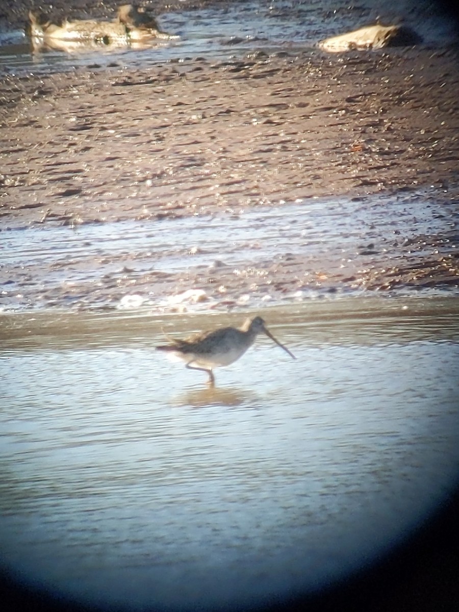Long-billed Dowitcher - ML505941571