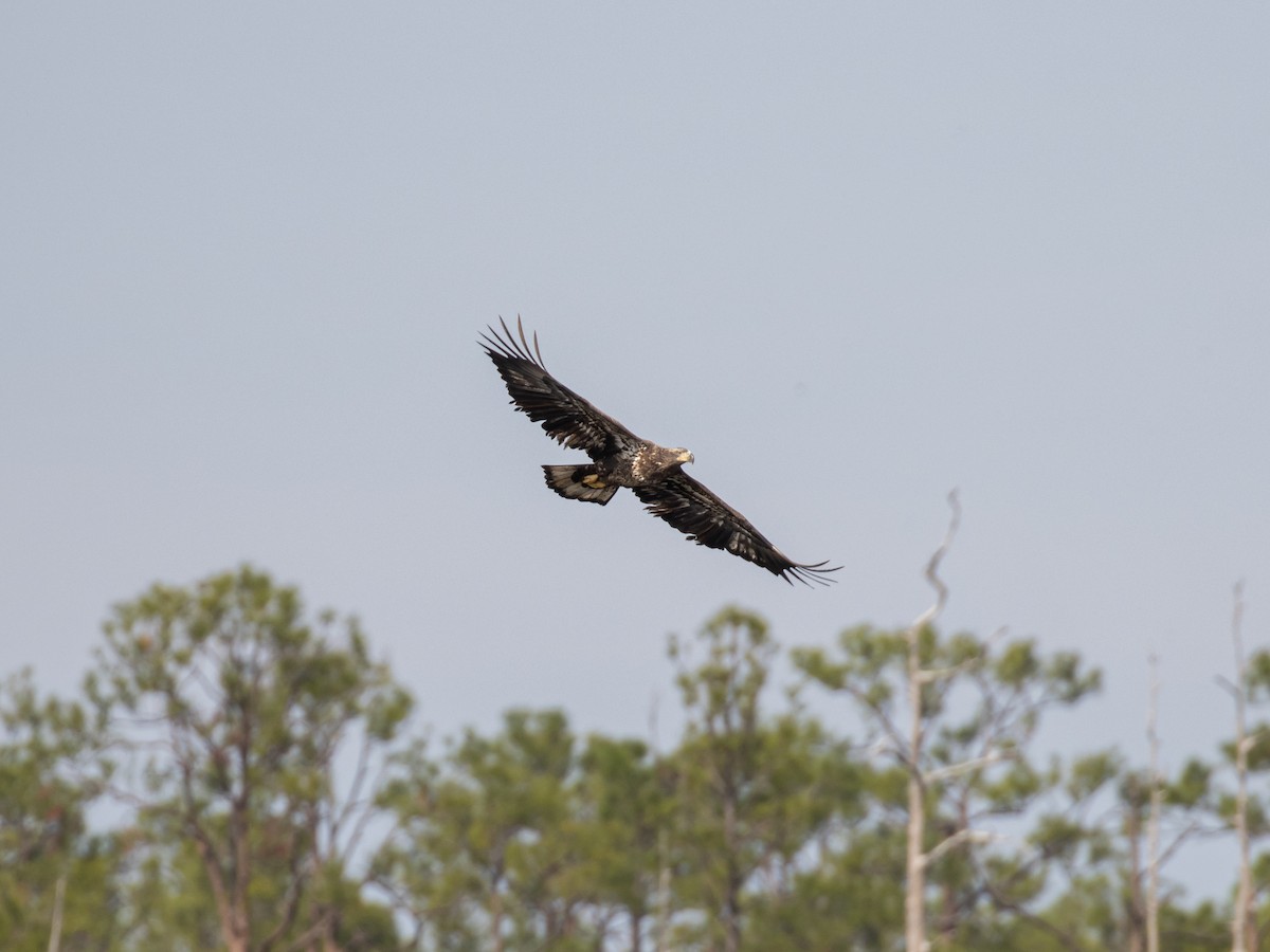 Weißkopf-Seeadler - ML505941891