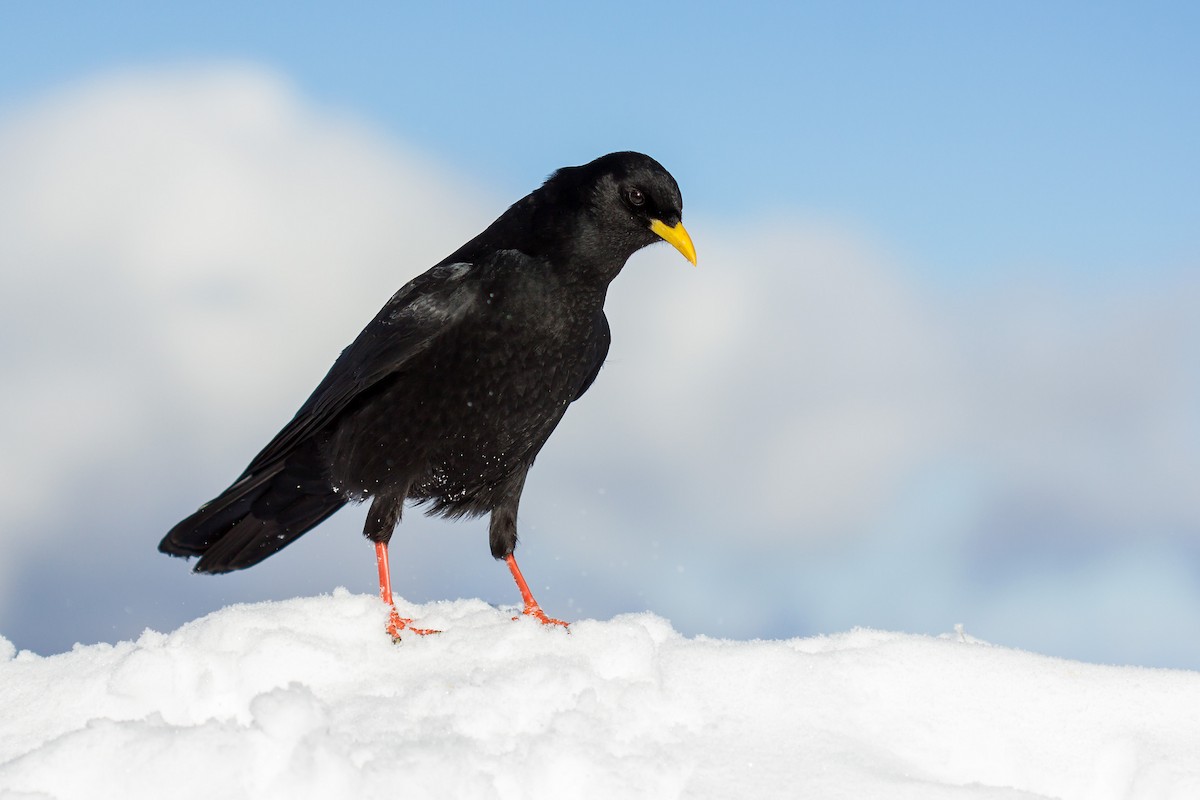 Yellow-billed Chough - ML505942401