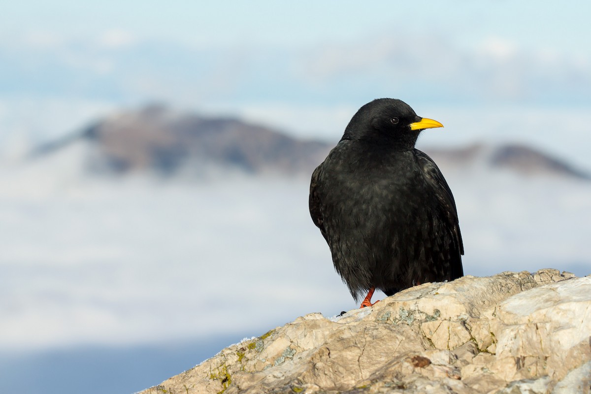 Yellow-billed Chough - ML505942411