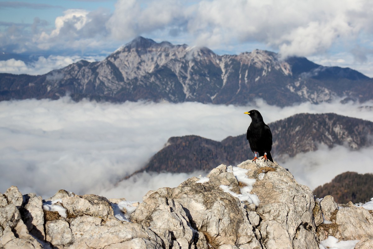 Yellow-billed Chough - ML505942421