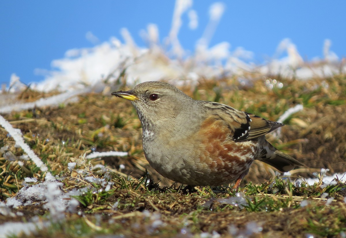 Alpine Accentor - ML505942491