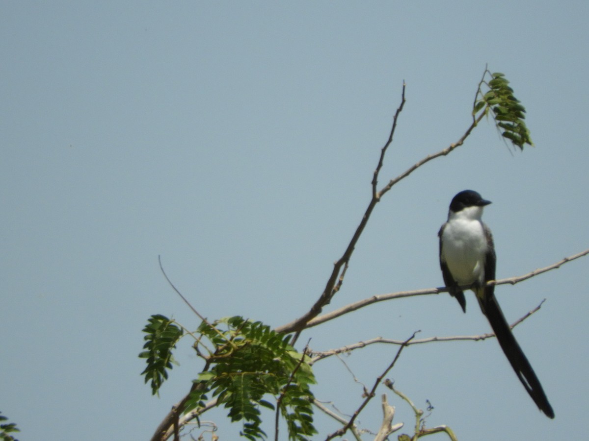 Fork-tailed Flycatcher - Silvia Enggist