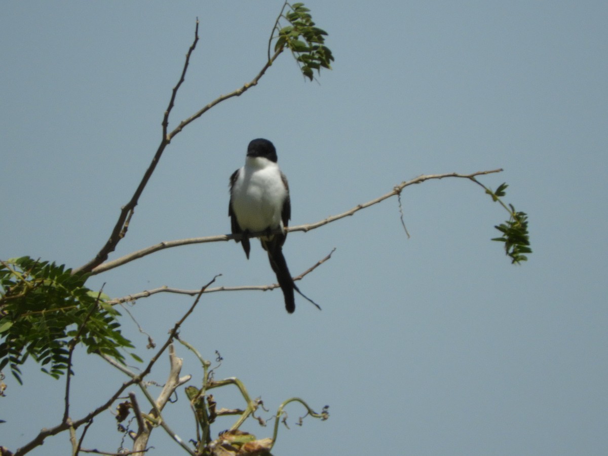 Fork-tailed Flycatcher - ML505943211