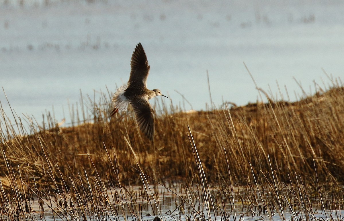 Lesser Yellowlegs - ML505943351