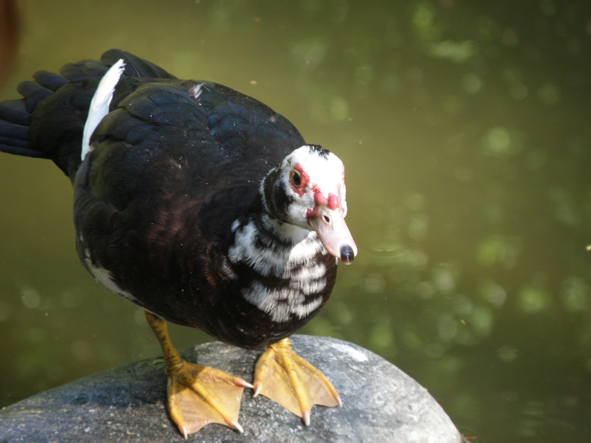Muscovy Duck (Domestic type) - ML505944841