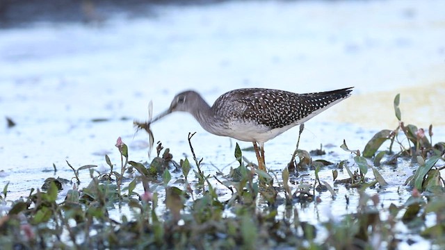 Greater Yellowlegs - ML505946091