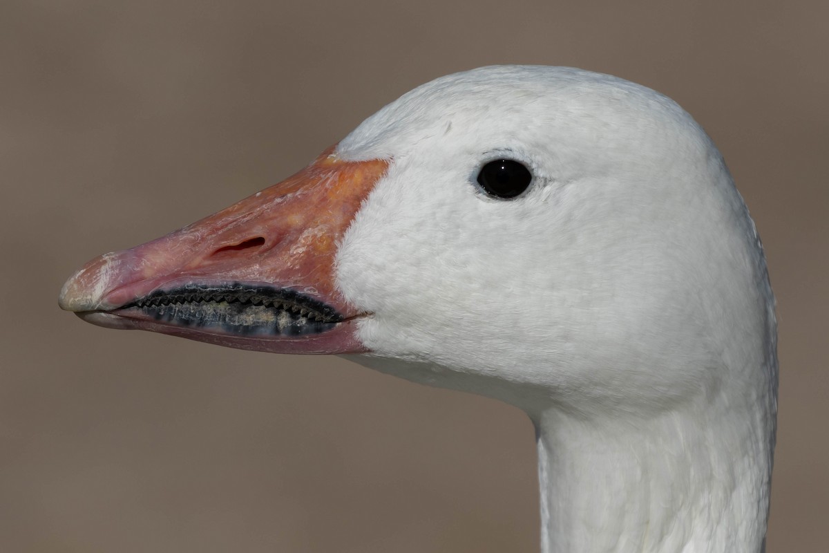 Snow Goose - ML505946241