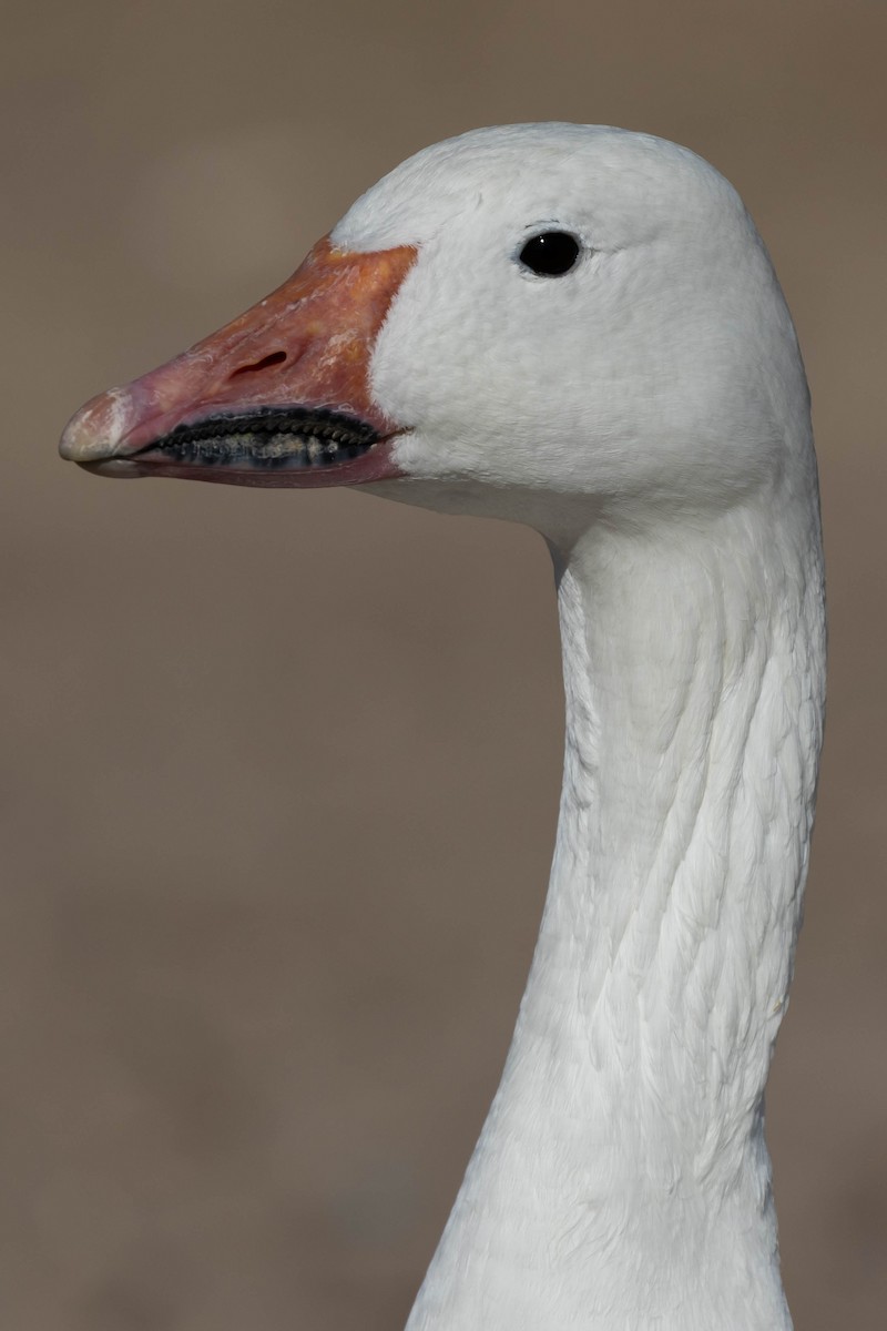 Snow Goose - ML505946321