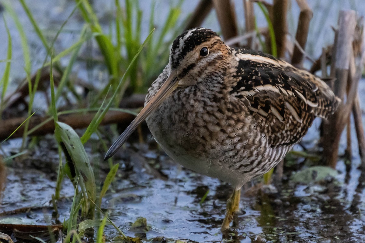 Wilson's Snipe - Alex Lamoreaux