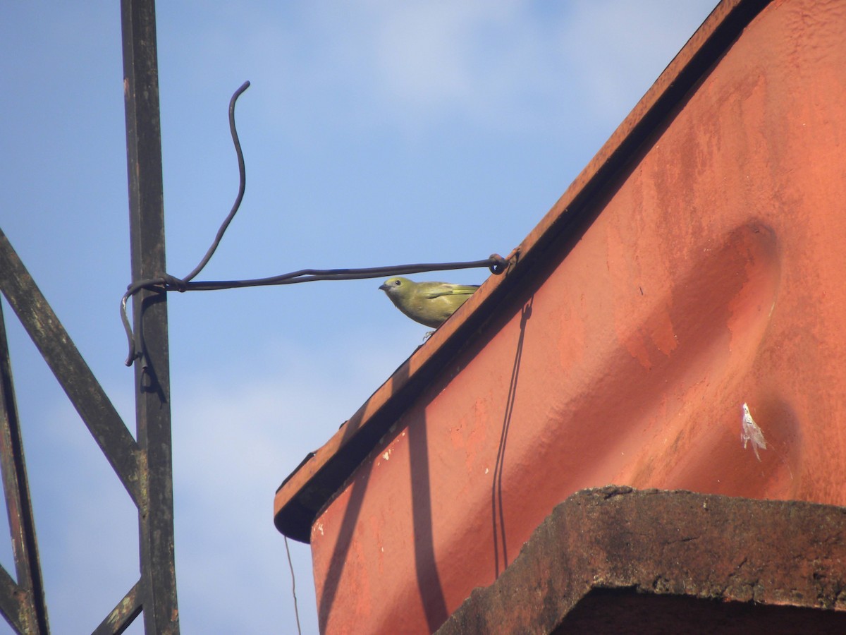 Palm Tanager - Elisa Pieroni Javier Torres