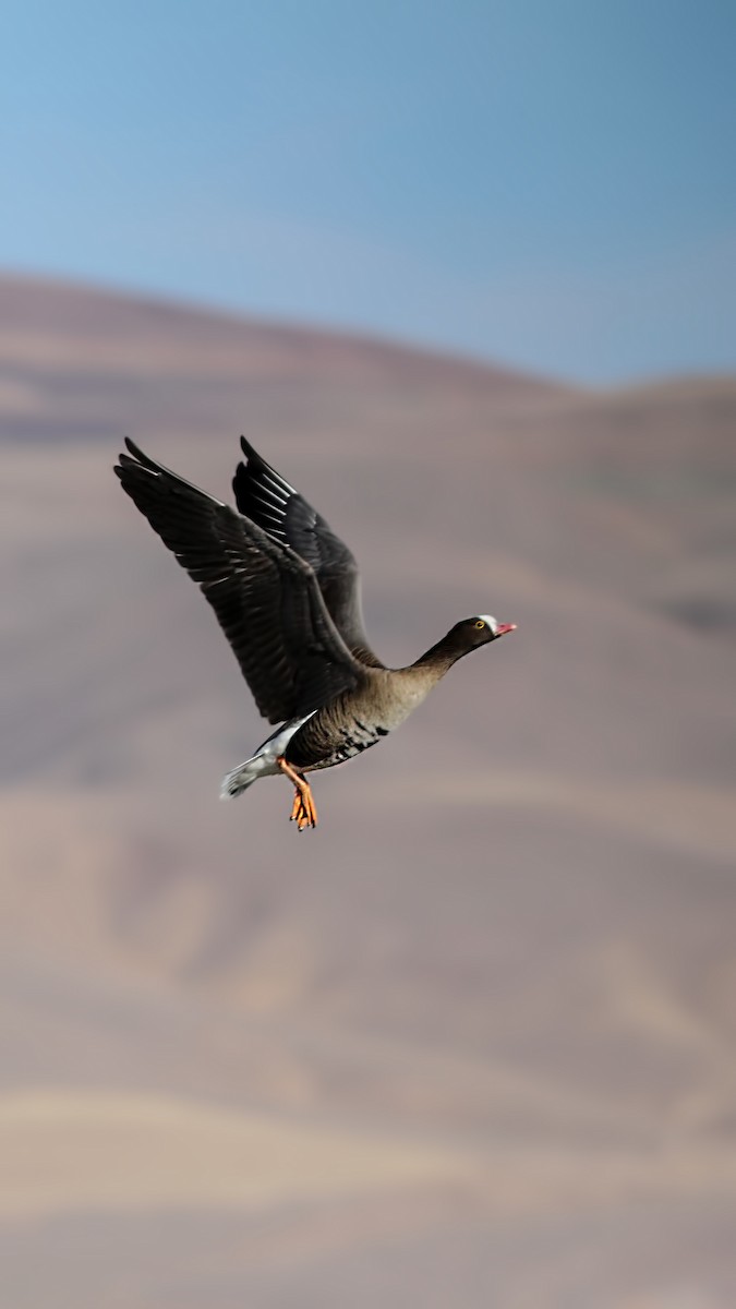 Lesser White-fronted Goose - ML505949431