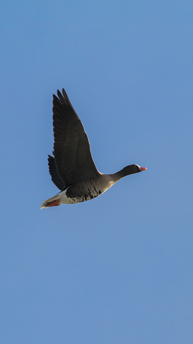 Lesser White-fronted Goose - ML505949441
