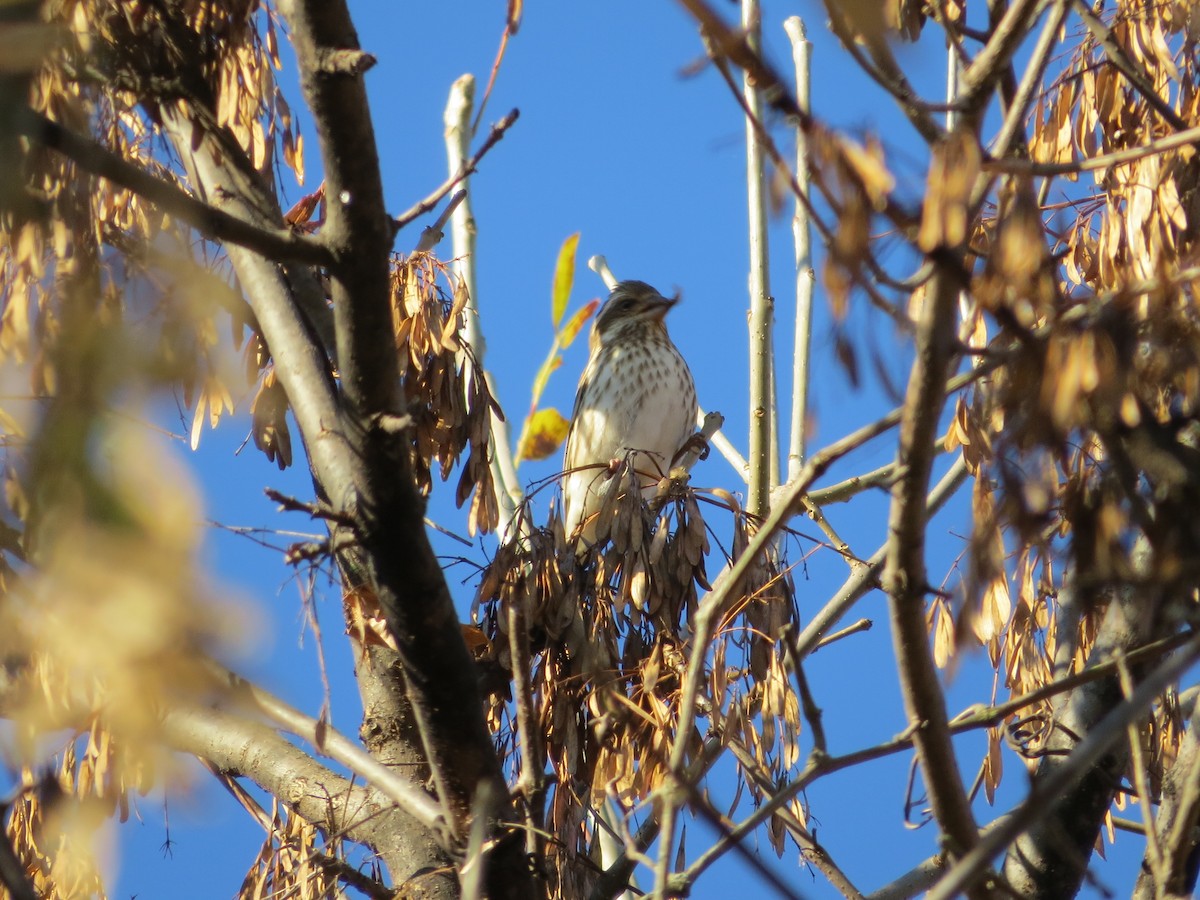 Purple Finch - ML50595021