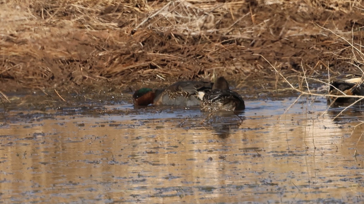 Green-winged Teal - ML505951521