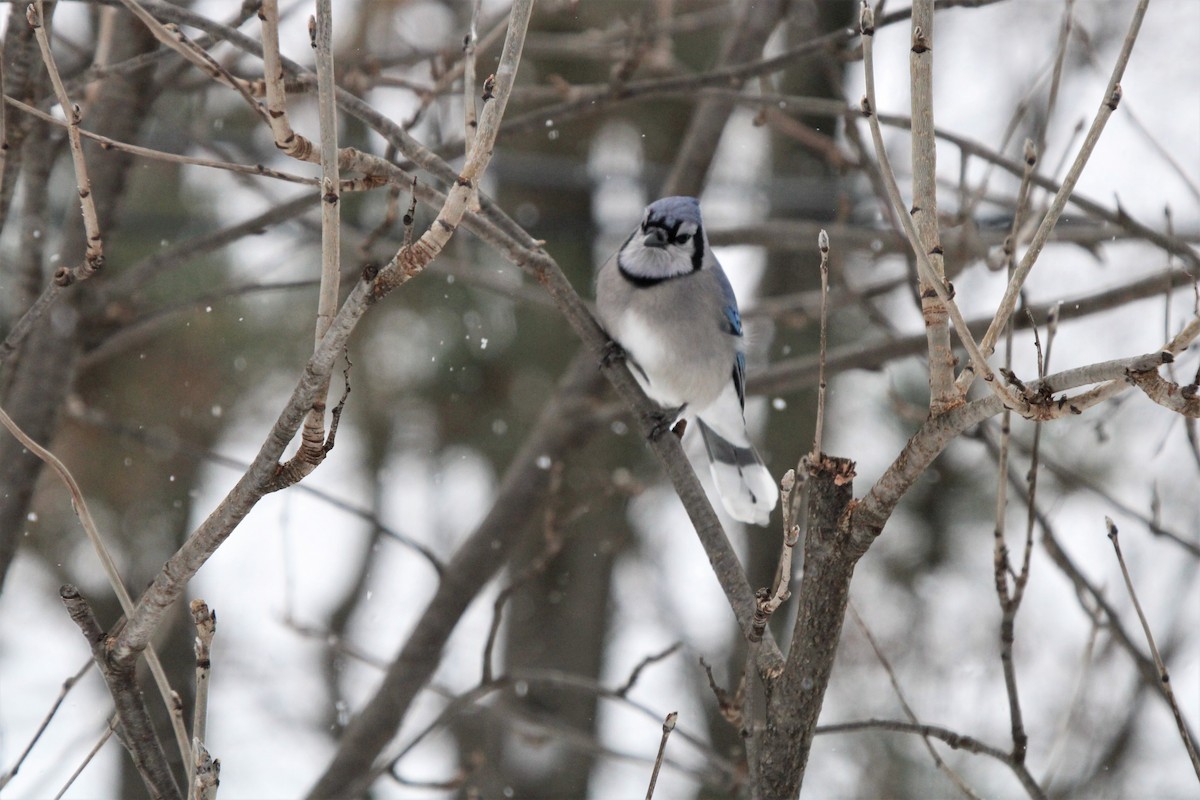 Blue Jay - ML505952981