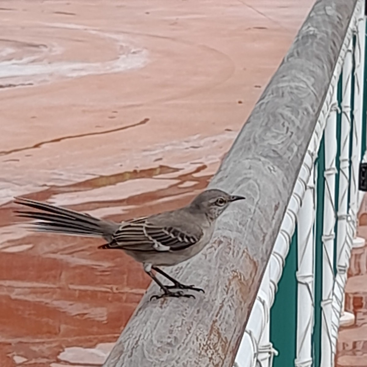 Northern Mockingbird - ML505953811