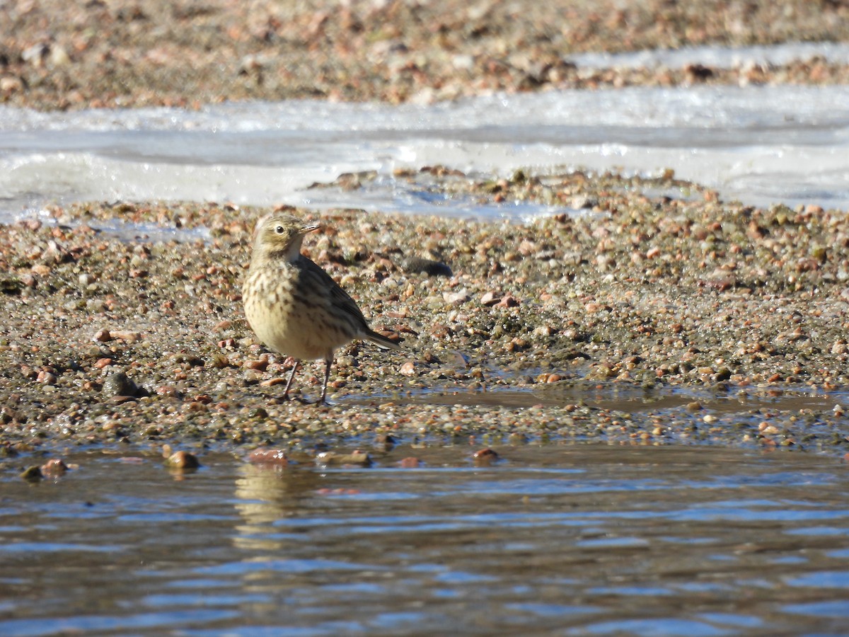 American Pipit - ML505954091