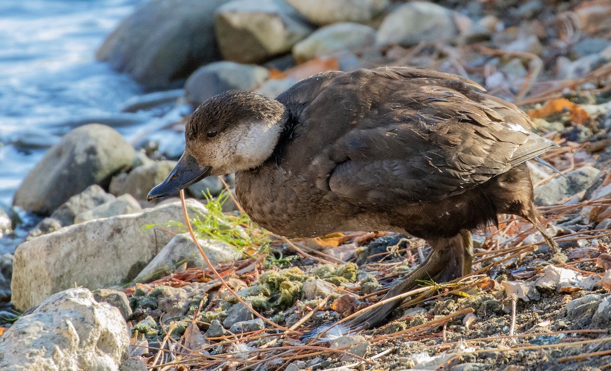 Black Scoter - ML505954241