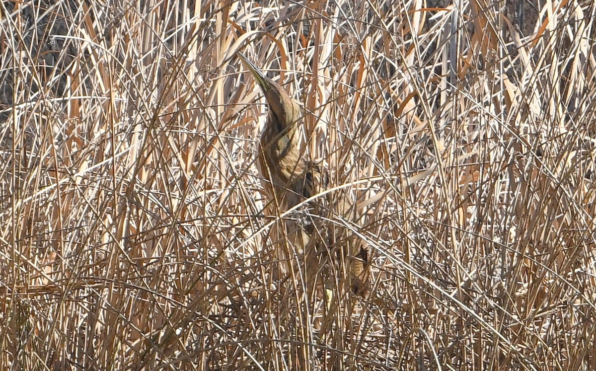 American Bittern - Nancy Hetrick