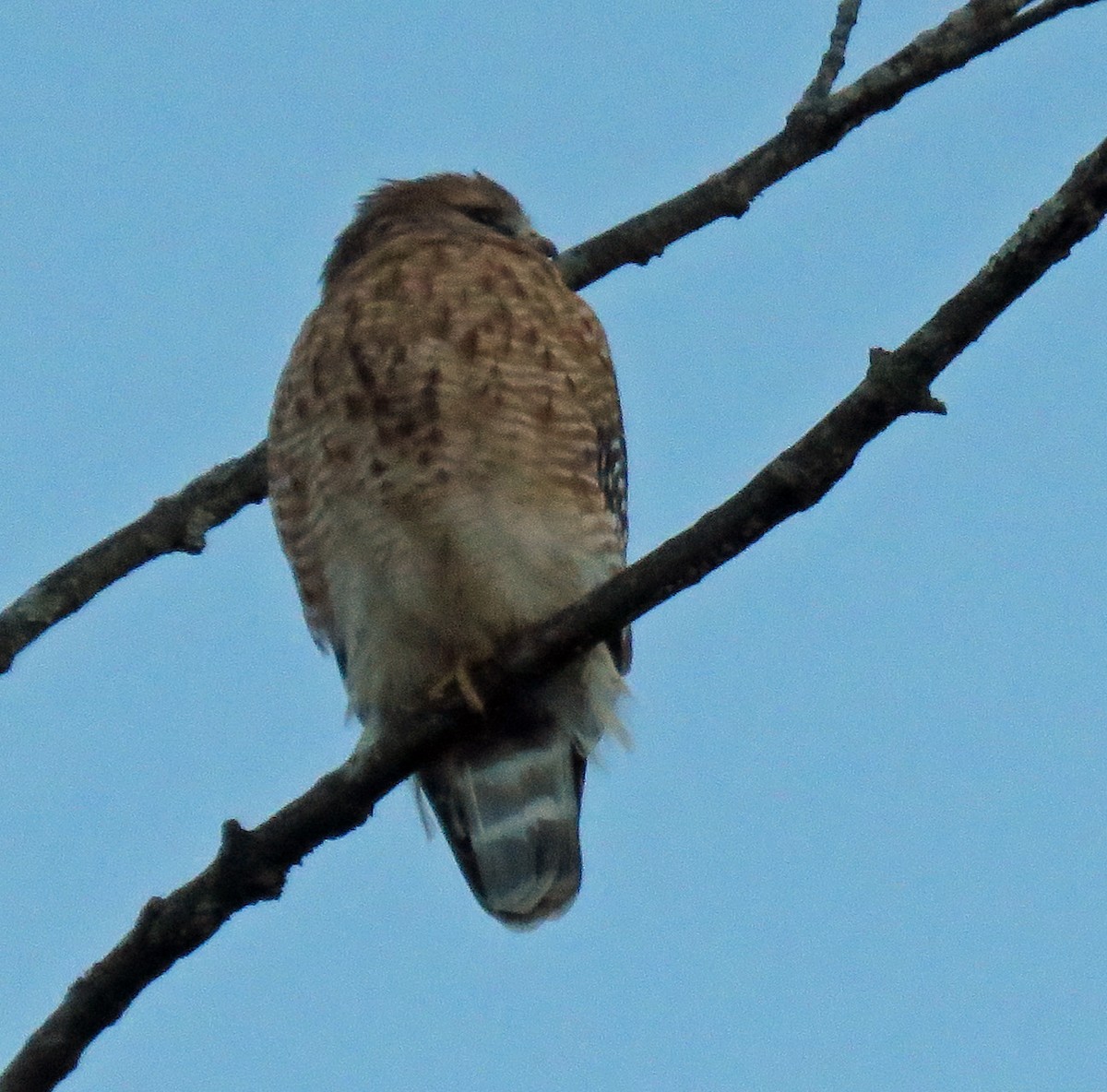 Red-shouldered Hawk - ML505955851