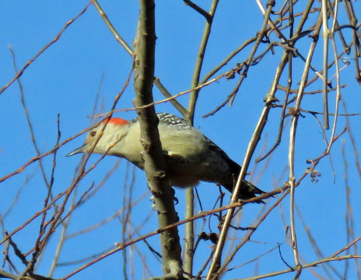 Red-bellied Woodpecker - ML505955991