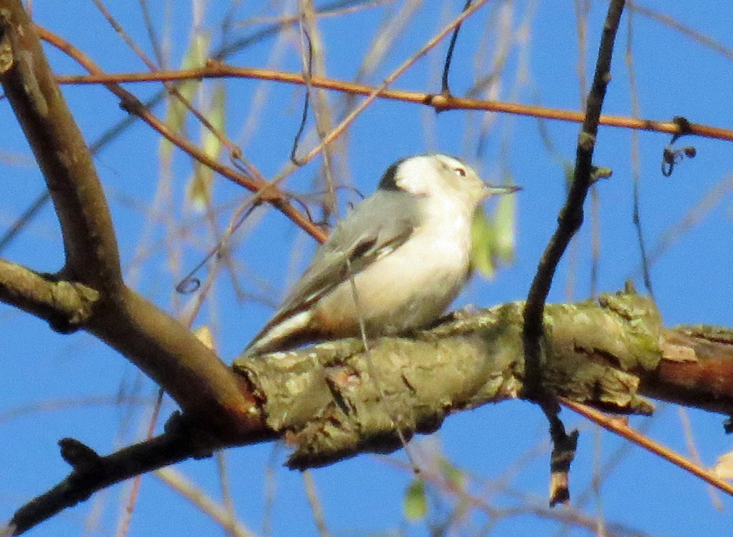 White-breasted Nuthatch - ML505956191