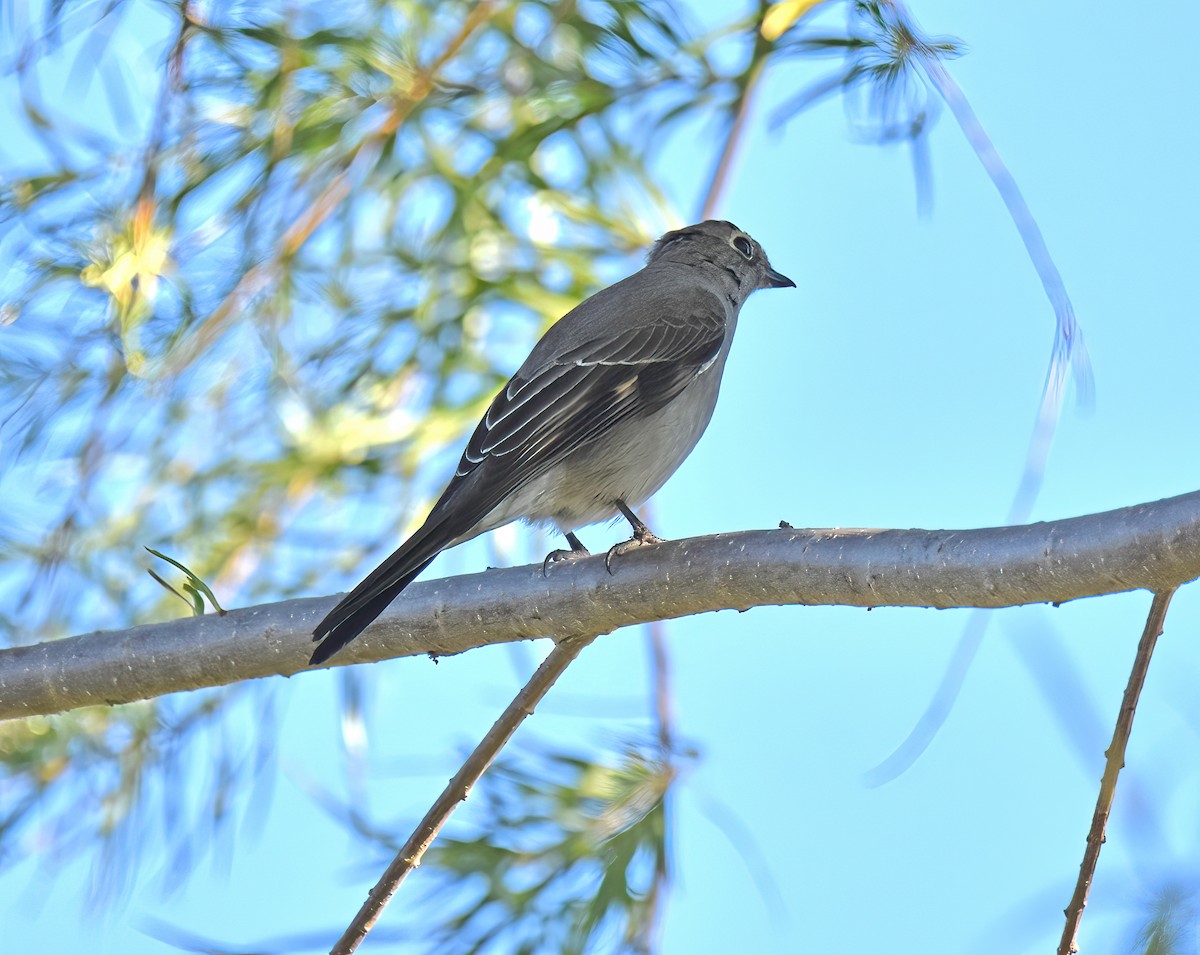 Townsend's Solitaire - ML505956481