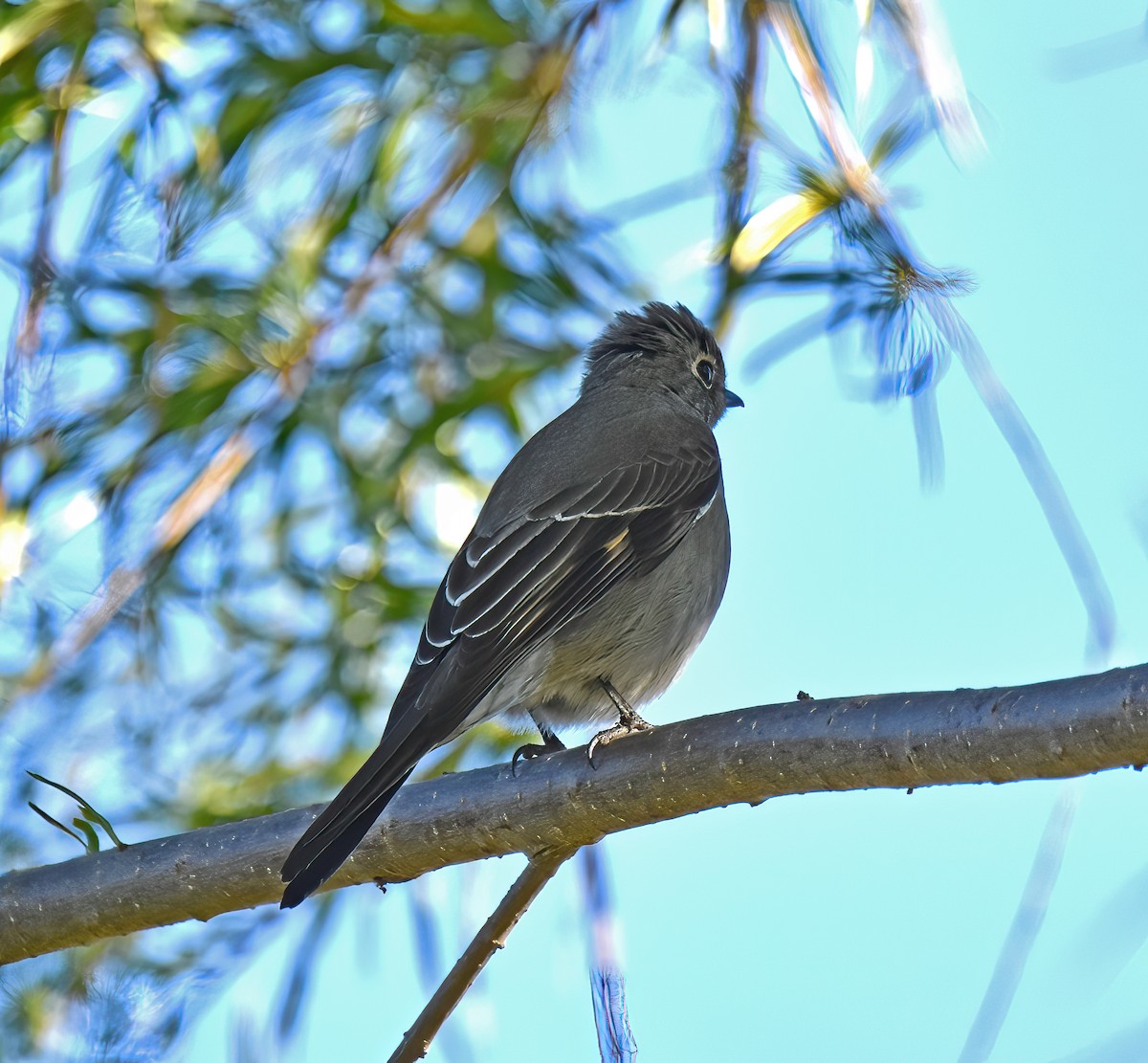 Townsend's Solitaire - ML505956491