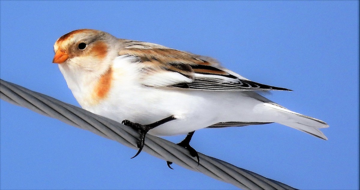 Snow Bunting - Sharon Dewart-Hansen