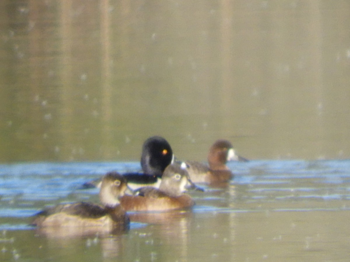 Lesser Scaup - Dennis Kent