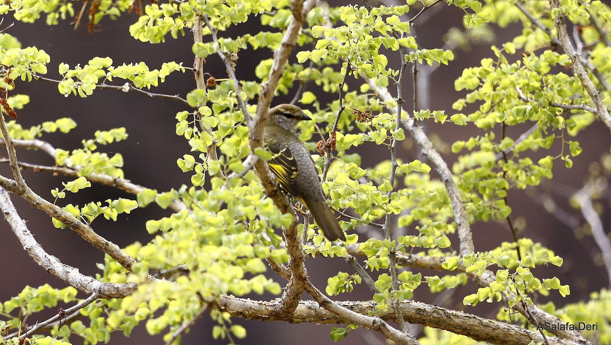 Black Cuckooshrike - Fanis Theofanopoulos (ASalafa Deri)