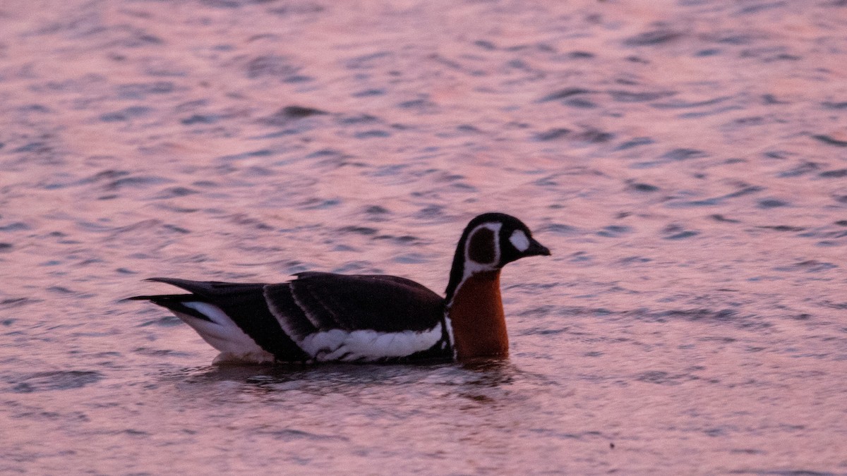 Red-breasted Goose - ML505959151