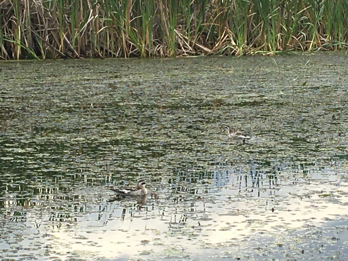 Red-necked Phalarope - ML505959161