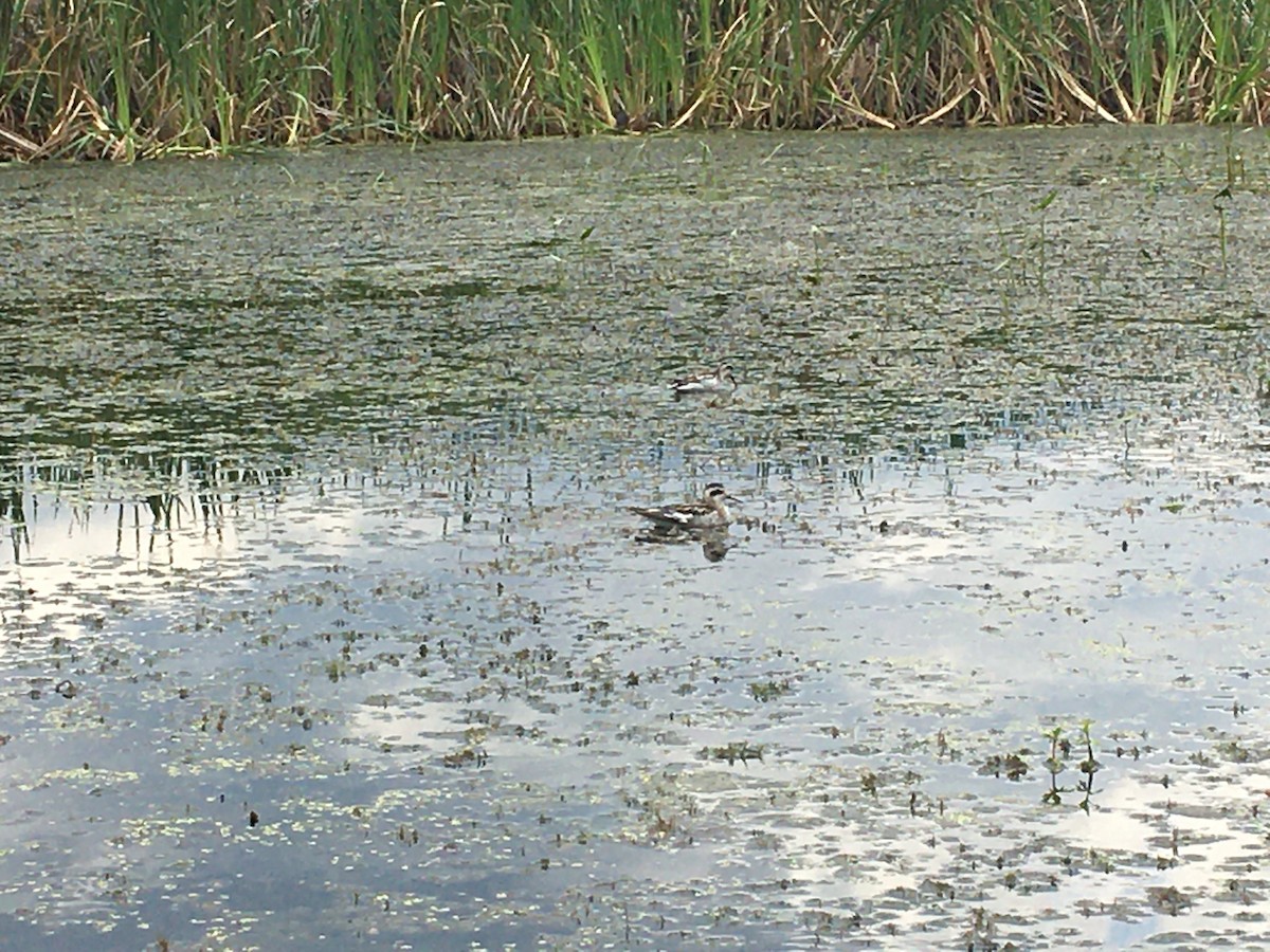 Red-necked Phalarope - ML505959171