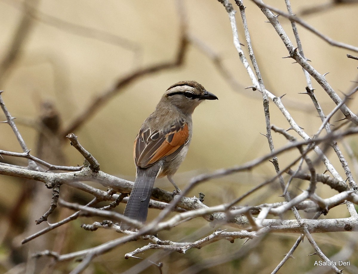 Brown-crowned Tchagra - ML505959181