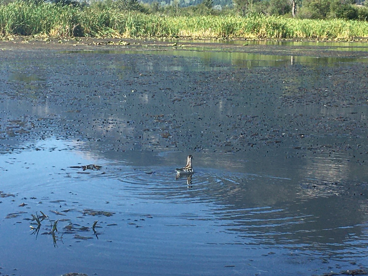 Red-necked Phalarope - ML505959351