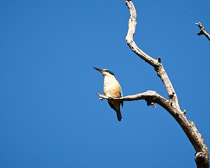 Sacred Kingfisher - ML505959751