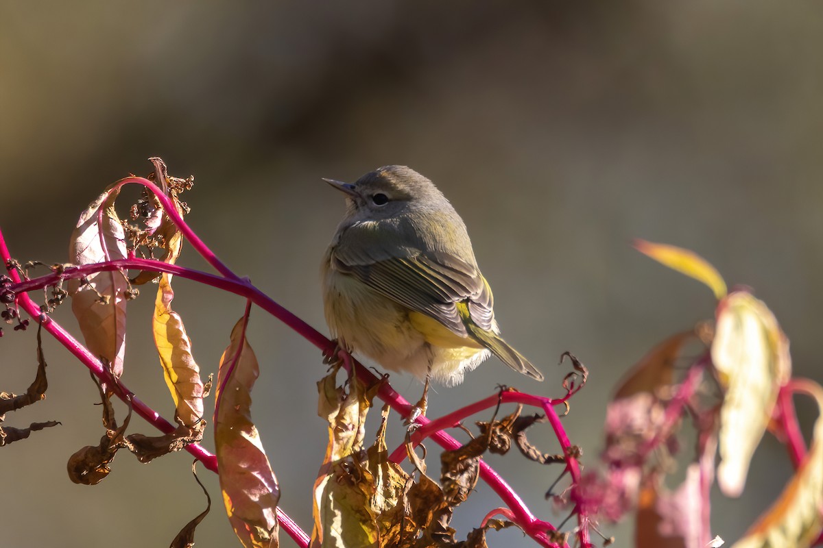 Orange-crowned Warbler - ML505959761