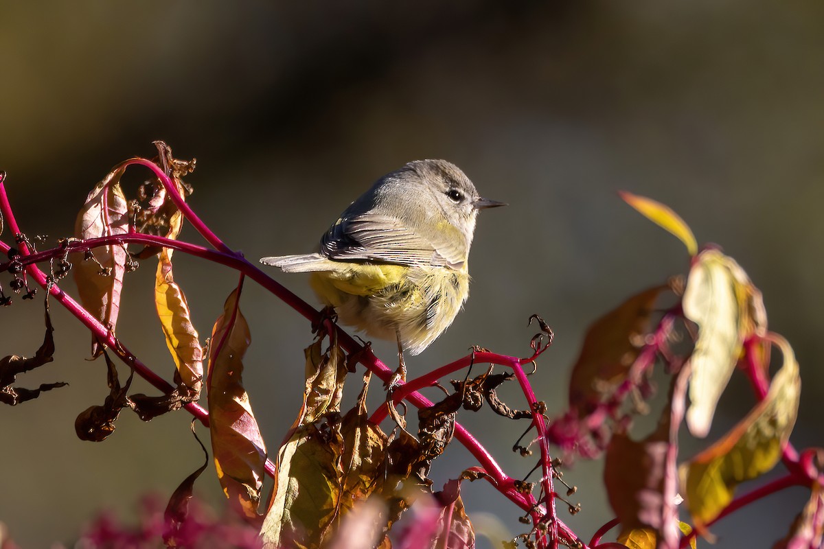 Orange-crowned Warbler - ML505959771