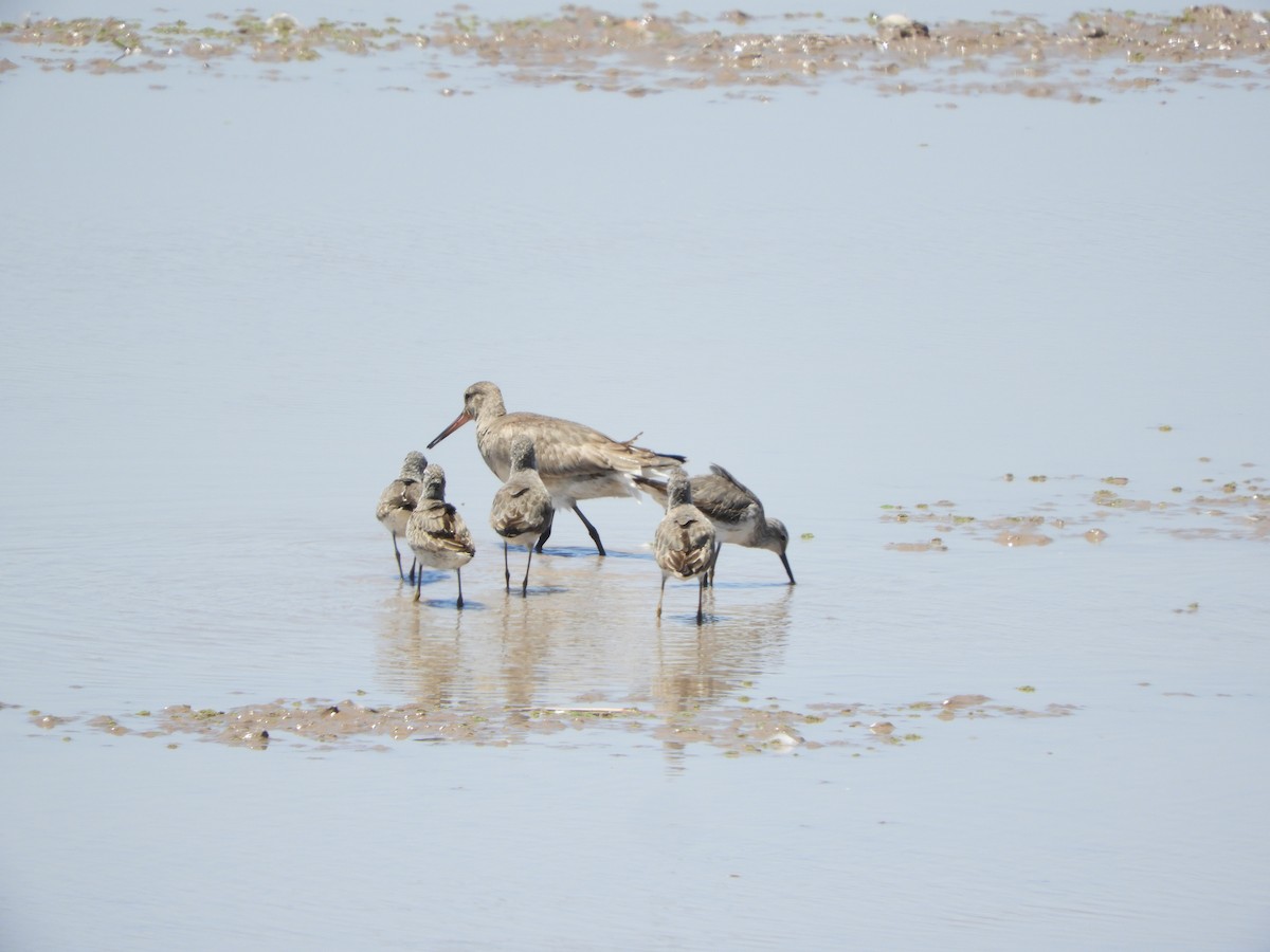 Hudsonian Godwit - ML505960731